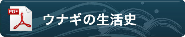 ウナギの生活史